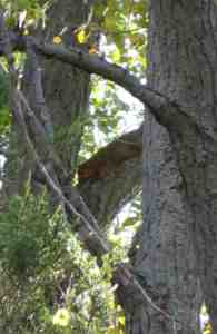 Eastern Fox Squirrel