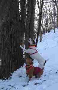 KY Jody and Gray's Trigger